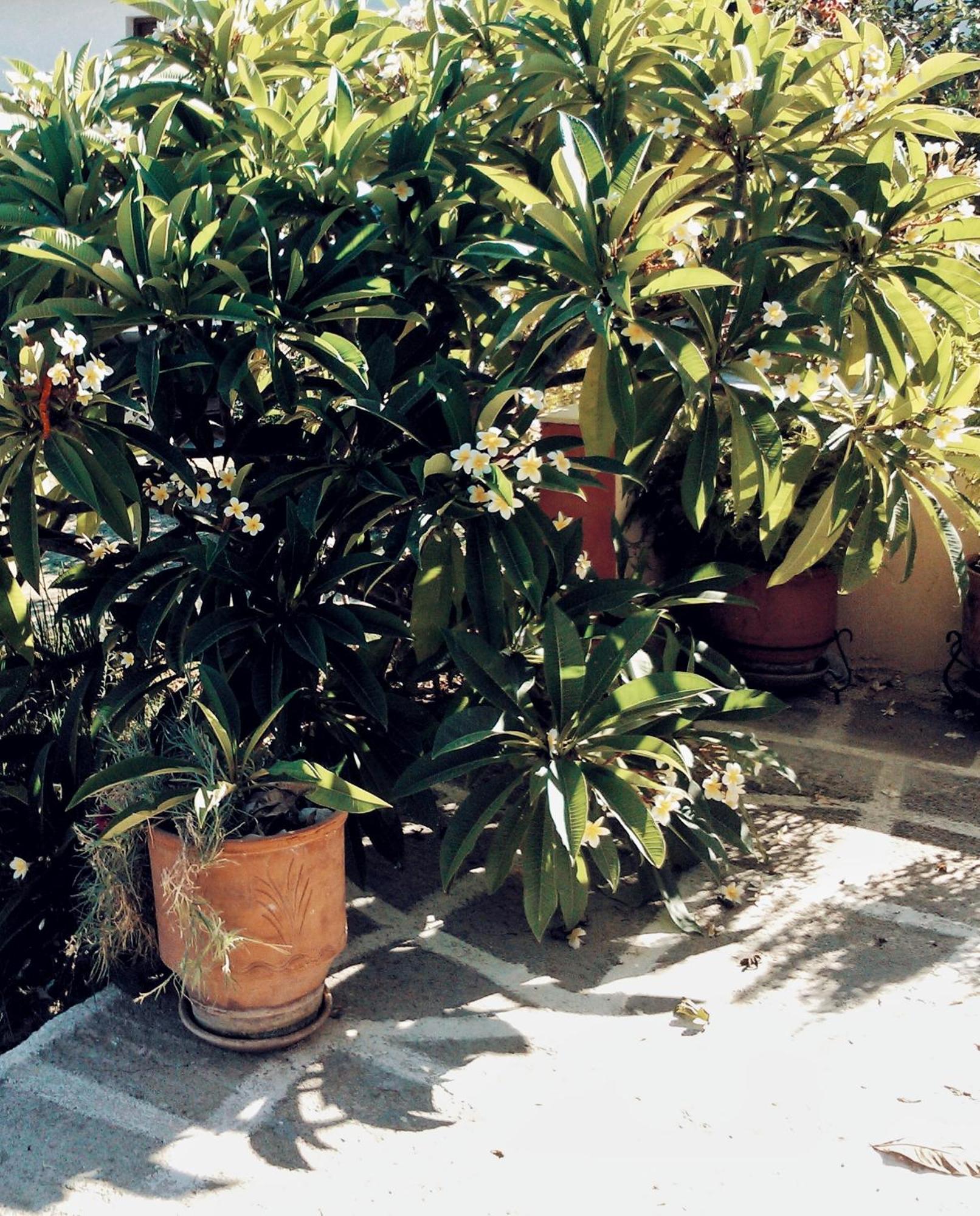 Apartmán Panormitis House